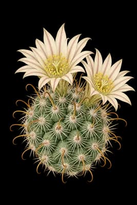 greenflower nipple cactus botanical artwork