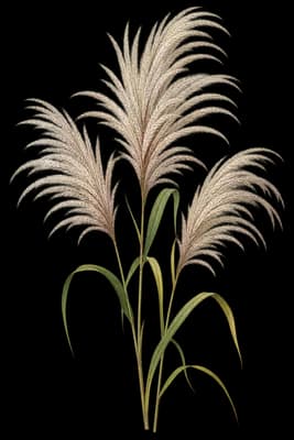Chinese silvergrass botanical artwork