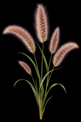 foxtail muhly botanical artwork