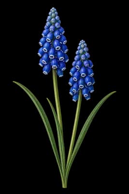 Armenian grape hyacinth botanical artwork