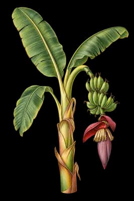 banana botanical artwork