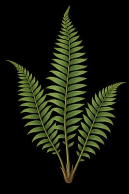 giant swordfern botanical artwork