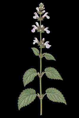 catnip botanical artwork