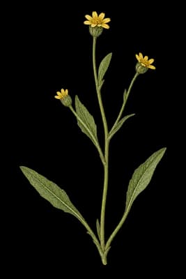 stinking roger botanical artwork