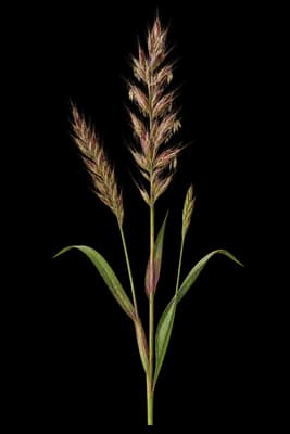 cutthroat grass botanical artwork
