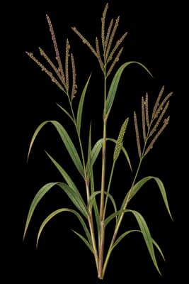 brook crowngrass botanical artwork