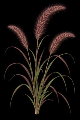 foreign fountaingrass botanical artwork