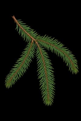 Norway spruce botanical artwork