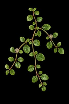 depressed clearweed botanical artwork