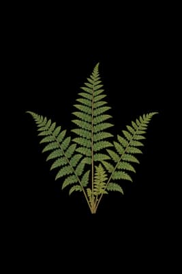 Christmas fern botanical artwork