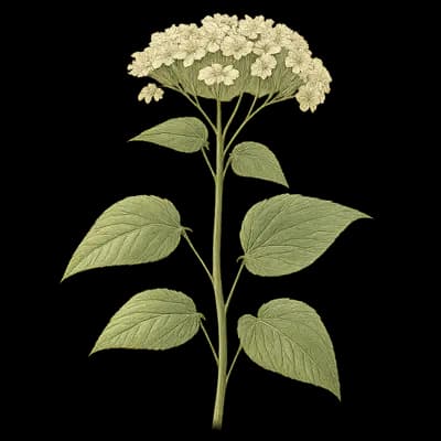 white rattlesnakeroot botanical artwork