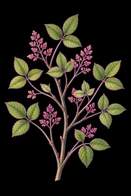 fragrant sumac botanical artwork