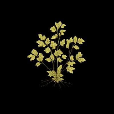 Adirondack rinodina lichen botanical artwork