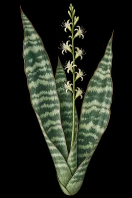 iguanatail botanical artwork