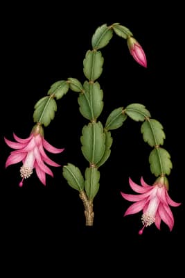 schlumbergera botanical artwork