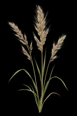 alkali sacaton botanical illustration