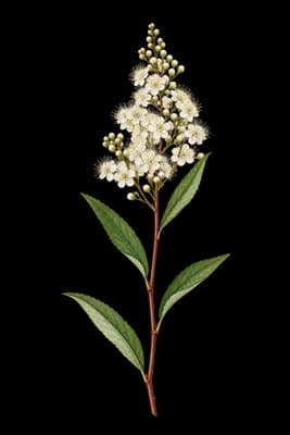 white meadowsweet botanical artwork