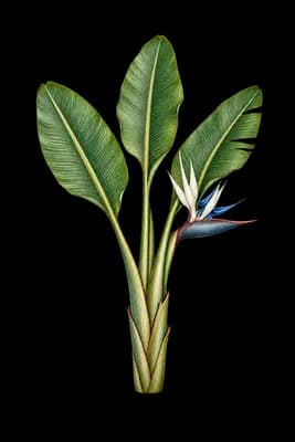 bird-of-paradise -tree botanical artwork