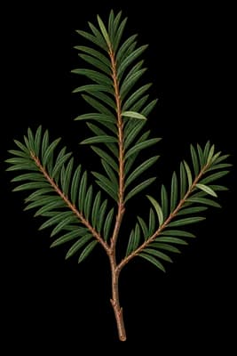 English yew botanical artwork
