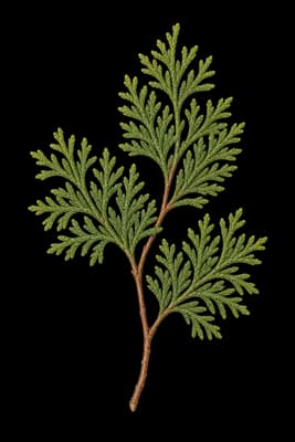 arborvitae botanical artwork