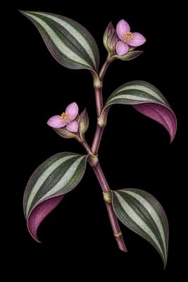 spiderwort botanical artwork