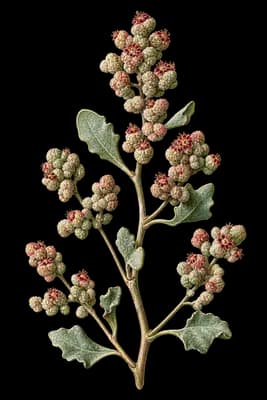 tubercled saltbush botanical artwork