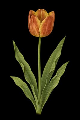 tulip botanical artwork