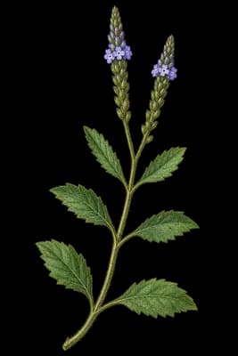 San Bernardino vervain botanical artwork