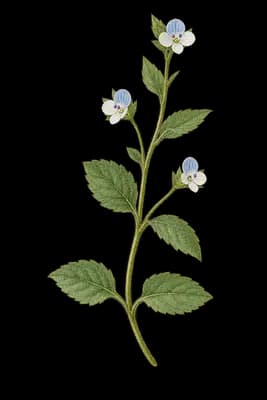 green field speedwell botanical artwork