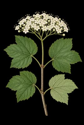 mapleleaf viburnum botanical artwork