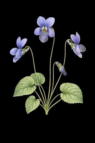 hookedspur violet botanical artwork