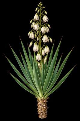 aloe yucca botanical artwork