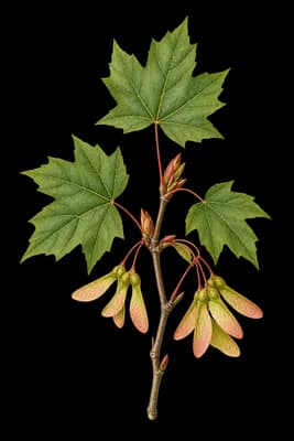 sugar maple botanical artwork